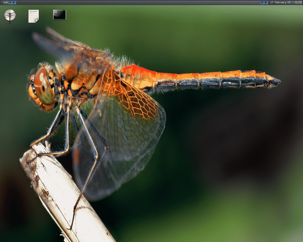 DragonFly BSD