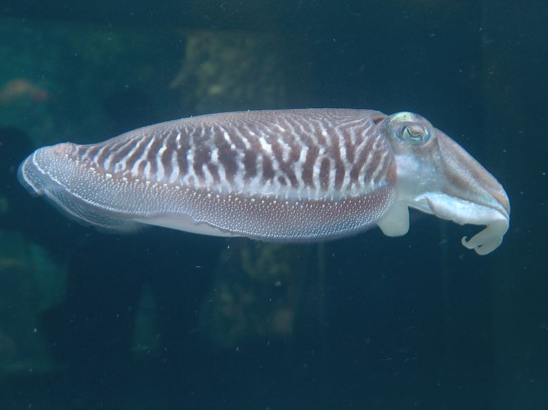 Cosmic Cuttlefish é o nome do Ubuntu 18.10 1 800px HPIM1795