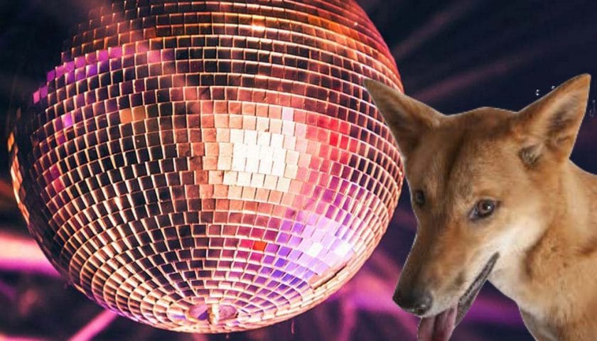 ubuntu disco dingo