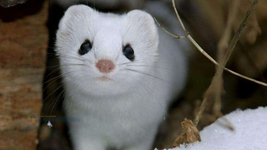 ubuntu-19-10-sera-chamado-eoan-ermine