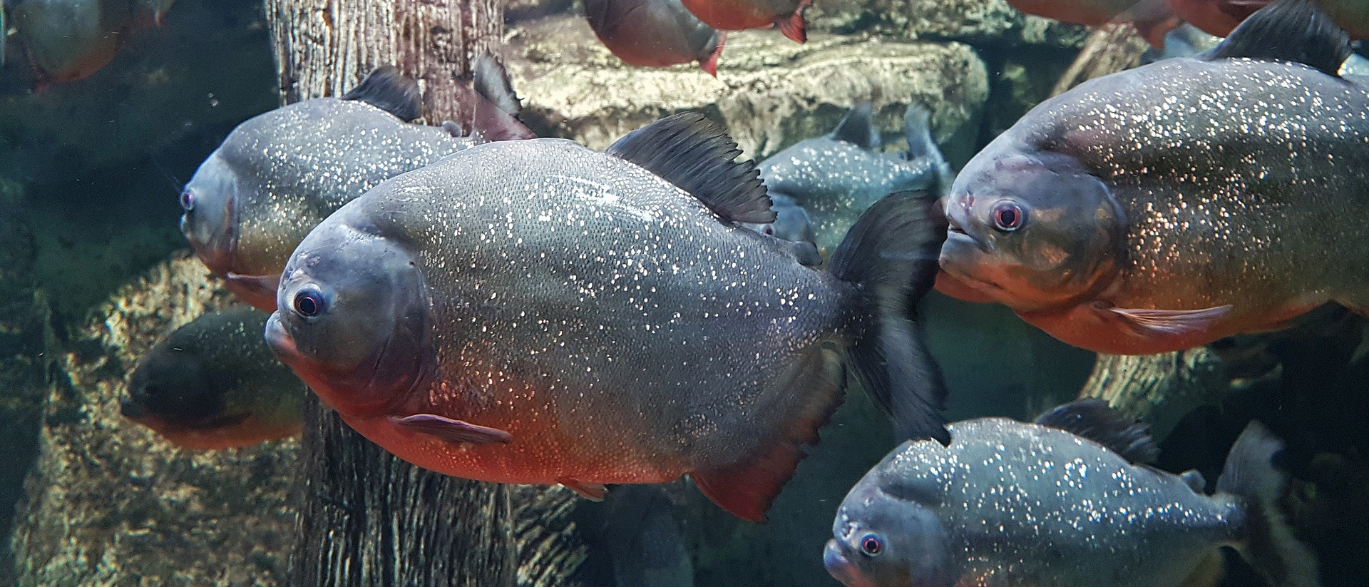 Piranha é uma ferramenta de código aberto que exclui automaticamente código obsoleto