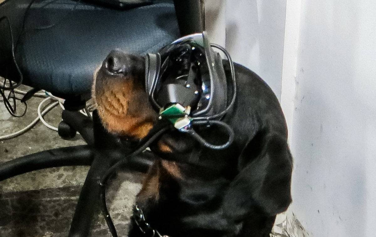 Exército dos EUA está colocando óculos de realidade aumentada em cães
