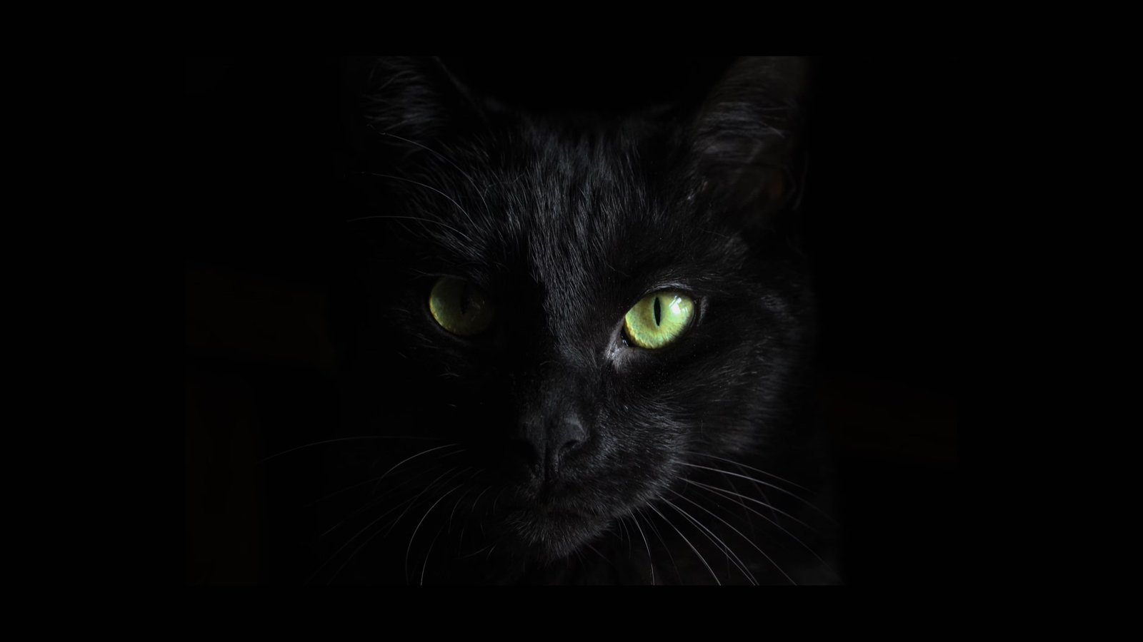 ransomware-blackcat-arrecadou-r-146-bilhoes-de-mais-de-mil-usuarios