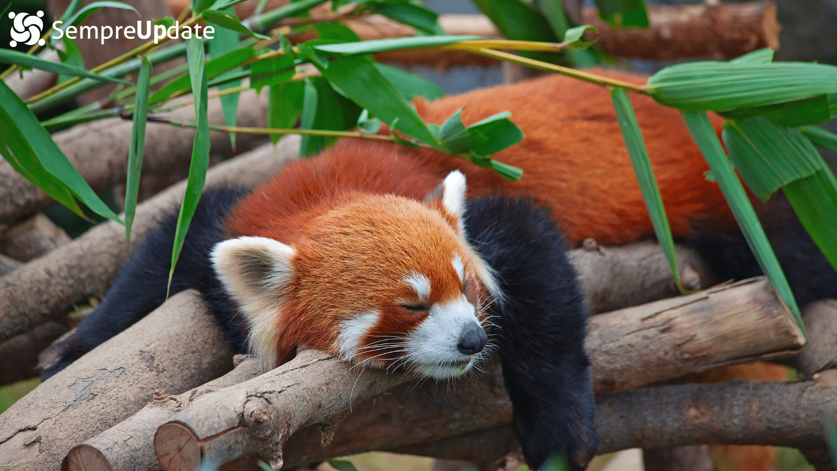 Firefox para Android já possui mais de mil extensões