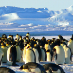 imagem de vários pinguins em um geleira simbolizando os vários sistemas operacionais Linux em um único HD.