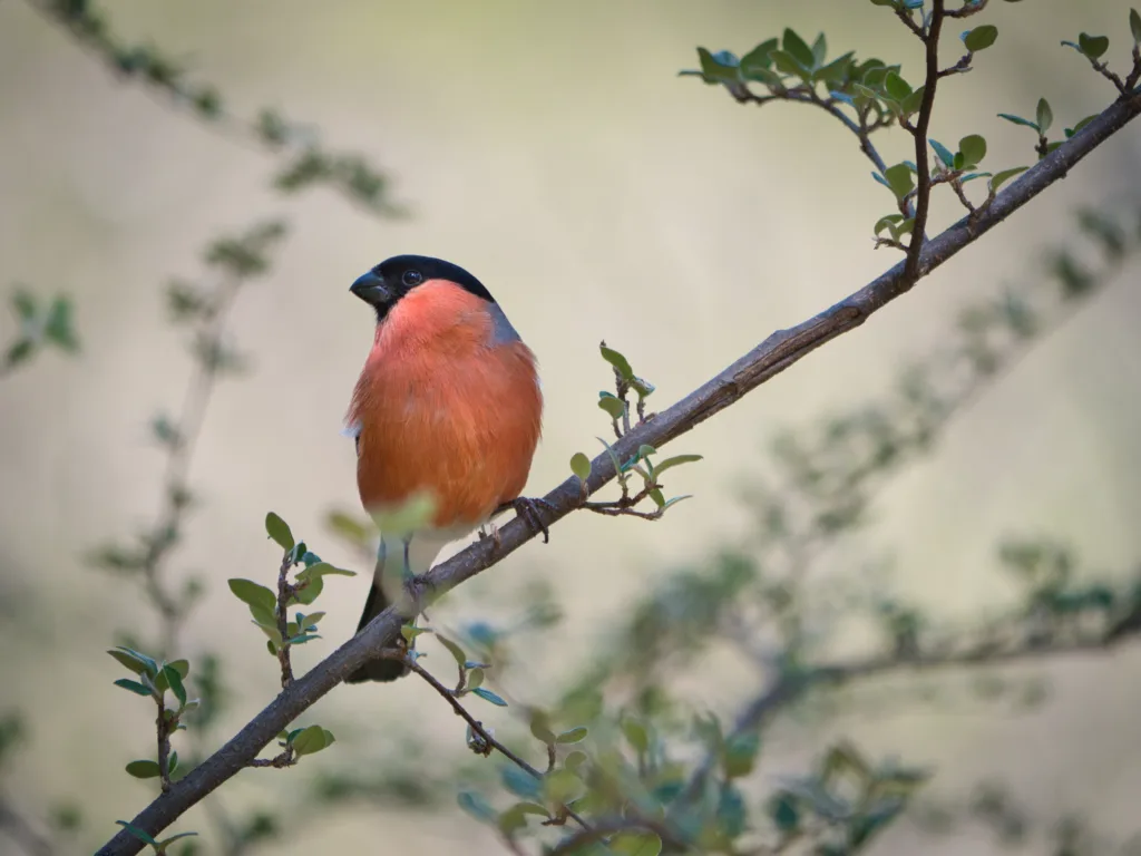 Fotografia de um pássaro oriole de peito alaranjado pousado em um galho, capturada em um ambiente natural por Julian Tomasini.