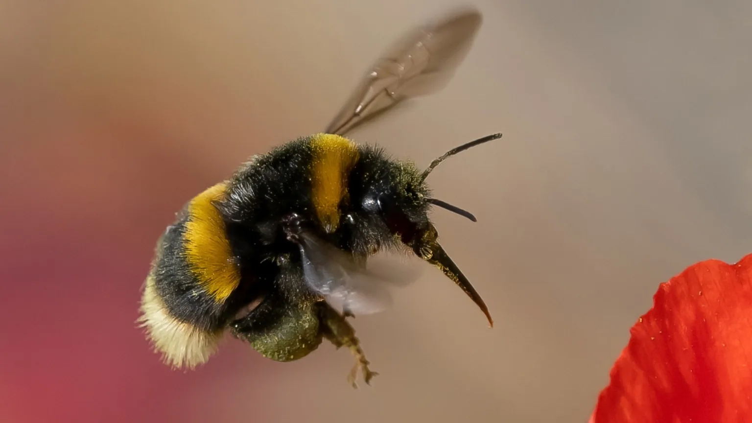 Retorno do malware Bumblebee ameaça sistemas após operação policial 1 Imagem malware Bumblebee