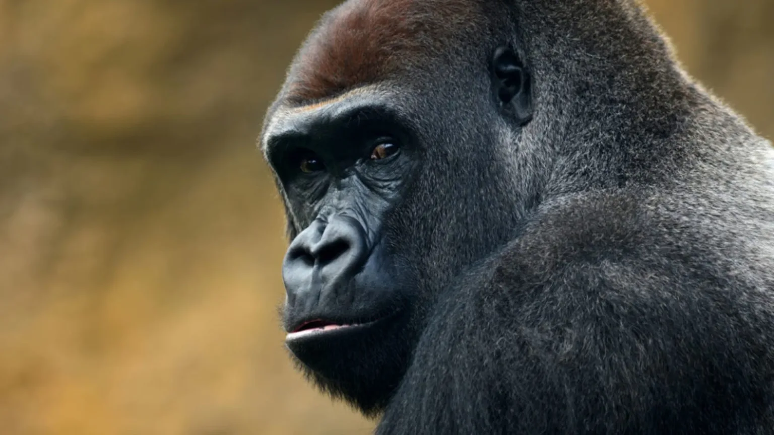 Pesquisadores descobriram uma nova família de malware chamada Gorilla 1 Imagem de gorila