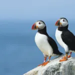 XxEM5Yzj ubuntu 25.10 1