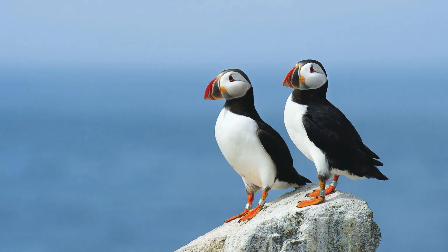 Confirmado! Ubuntu 25.04 terá melhorias no instalador e Linux Kernel 6.14 1 XxEM5Yzj ubuntu 25.10 1