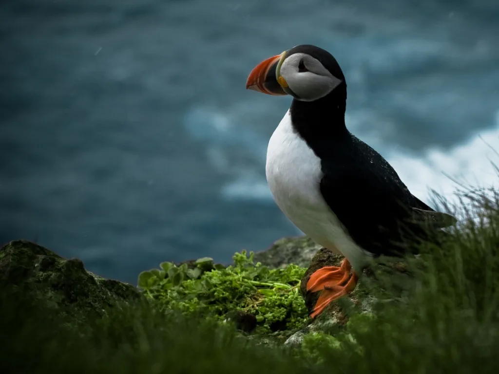 Imagem de um puffin (tupik) em um ambiente costeiro, simbolizando o codinome do Ubuntu 25.04 Plucky Puffin