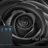 Captura de tela do Pisi Linux 2.4 Karagül com KDE Plasma 6, mostrando o menu de aplicativos aberto sobre uma imagem de fundo de uma flor negra, simbolizando a rara flor Karagül da região de Halfeti, na Turquia.