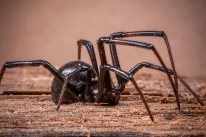 Scatteres Spider