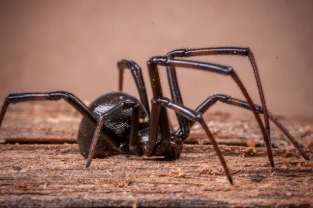 Scatteres Spider