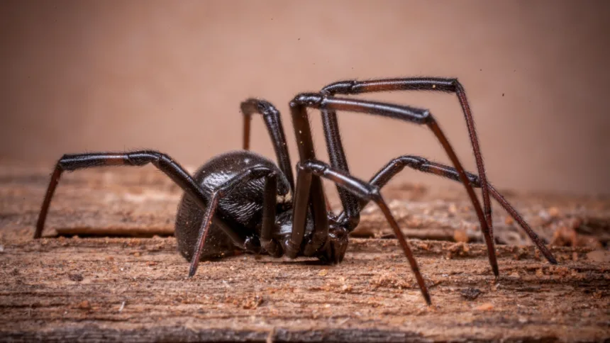 Scatteres Spider
