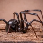 Scatteres Spider