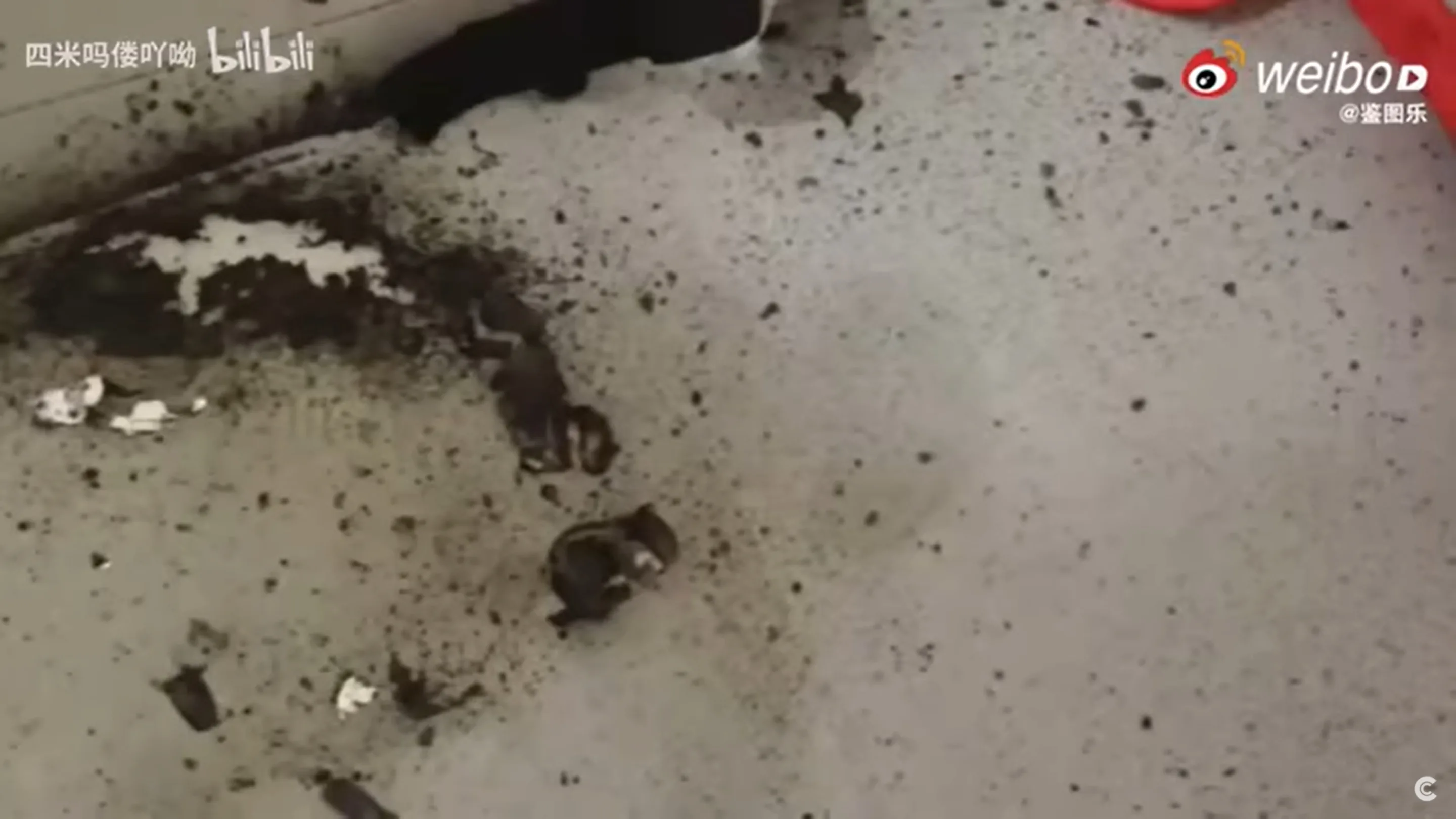 Xiaomi 13 explode