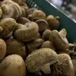 Pesquisadores apresentam computador movido a memristores de shiitake